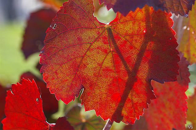 Vitis californica 'Russian River' California grape