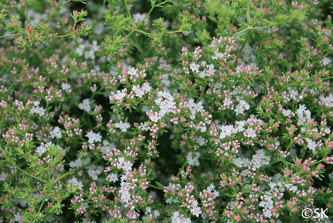 Eriogonum fasciculatum 'Warriner Lytle' California buckwheat