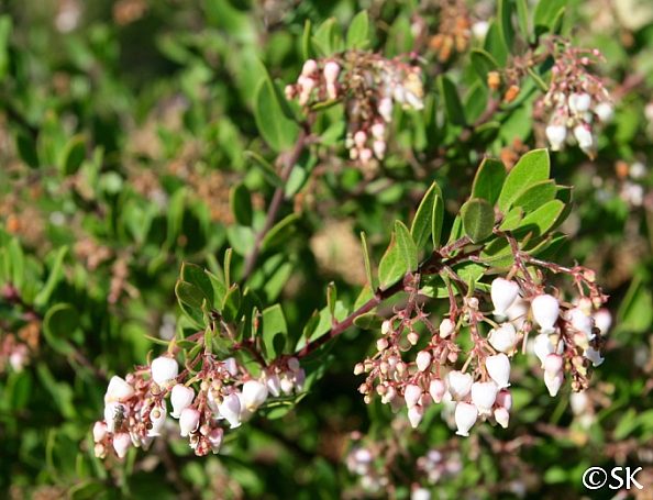 Arctostaphylos  'White Lanterns' manzanita