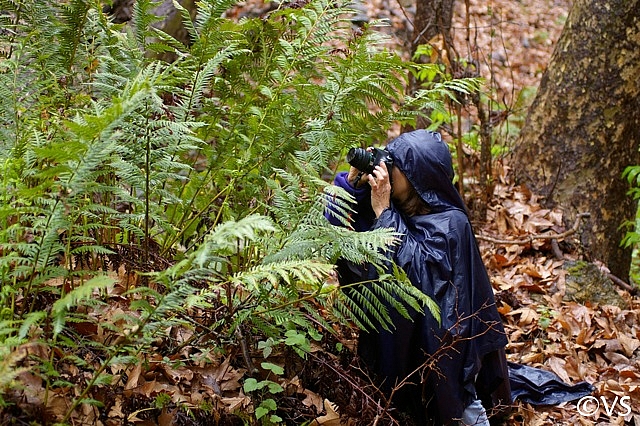Woodwardia fimbriata  giant chain fern