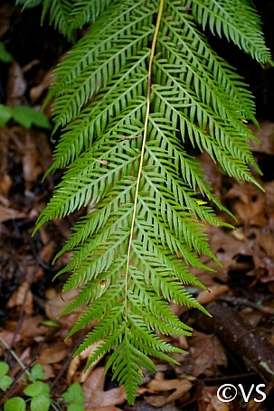 Woodwardia fimbriata  giant chain fern