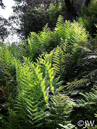 Woodwardia fimbriata  giant chain fern
