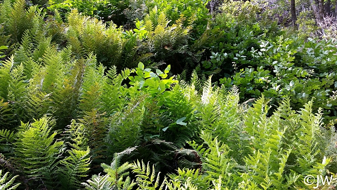 Woodwardia fimbriata  giant chain fern