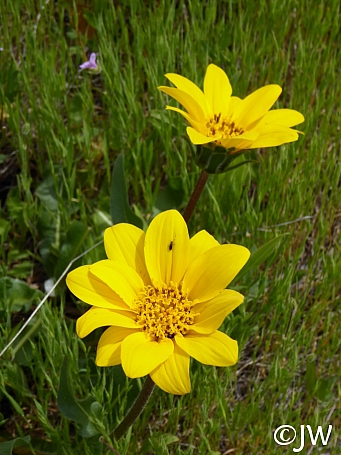 Wyethia angustifolia  narrow leaved mule ears