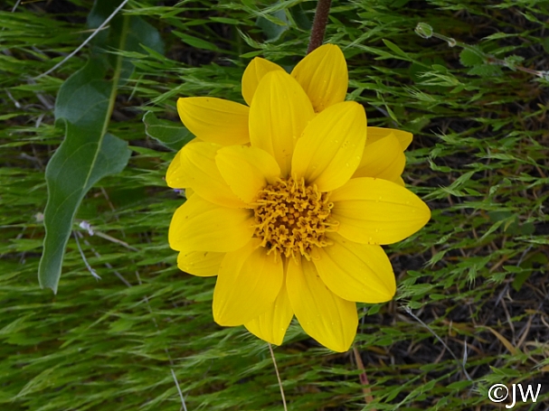 Wyethia angustifolia  narrow leaved mule ears