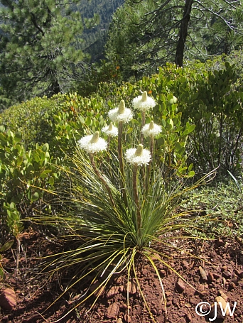 Xerophyllum tenax  bear grass
