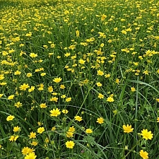Ranunculus californicus  California buttercup