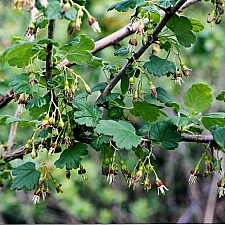 Ribes divaricatum var. pubiflorum  spreading gooseberry