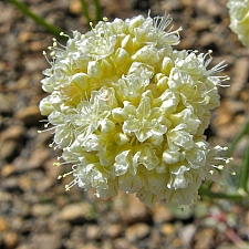 Eriogonum nudum - soft yellow form  naked buckwheat
