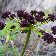 Lomatium dissectum  fernleaf biscuitroot