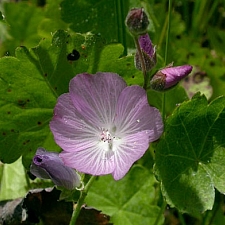 Sidalcea reptans  Sierra checkerbloom