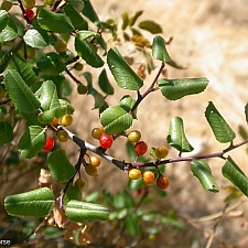 Rhamnus ilicifolia  hollyleaf redberry