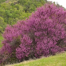 Cercis occidentalis  western redbud