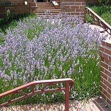 Lavandula  x intermedia 'Provence' lavender