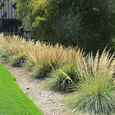 Muhlenbergia emersleyi  bull grass