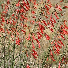 Penstemon rostriflorus  Bridges' penstemon