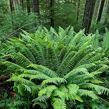 Polystichum munitum  western sword fern