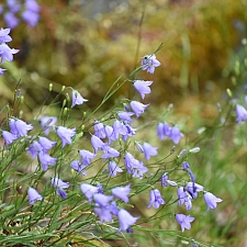 Campanula rotundifolia  harebell