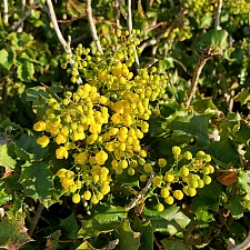 Berberis (Mahonia) pinnata  California barberry, shiny leaf mahonia