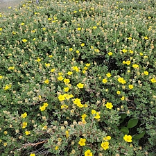 Dasiphora (Potentilla) fruticosa  shrubby cinquefoil