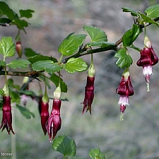 Ribes roezlii  Sierra gooseberry