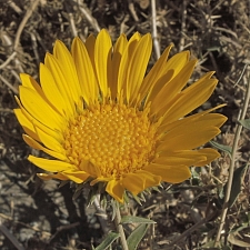 Grindelia camporum  Great Valley gum plant
