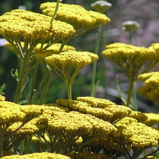 Achillea  filipendulina 'Coronation Gold' fernleaf yarrow