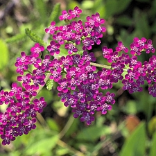 Achillea millefolium 'Island Pink' yarrow