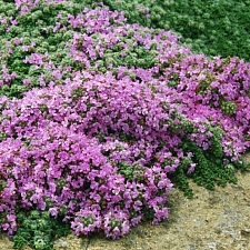 Thymus pseudolanuginosus  woolly thyme