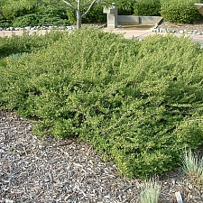 Baccharis  'Centennial' coyote bush, desert broom