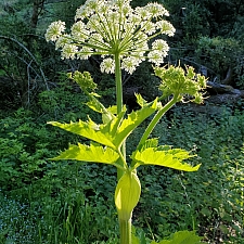 Heracleum maximum  cow parsnip