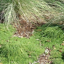 Thymus serpyllum 'Elfin' creeping thyme