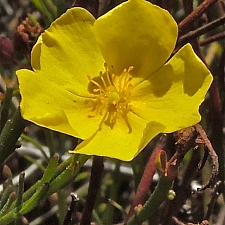 Helianthemum (Crocanthemum) scoparium  peak rushrose