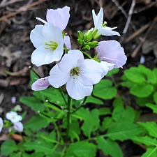 Cardamine californica  milk maids
