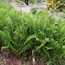 Dryopteris filix-mas  male fern