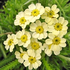 Achillea x lewisii 'King Edward' dwarf woolly yarrow