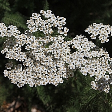 Achillea millefolium 'King Range' yarrow