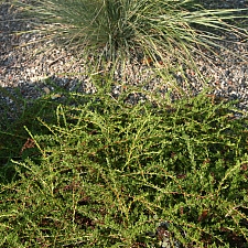 Adenostoma fasciculatum v. prostratum  prostrate chamise