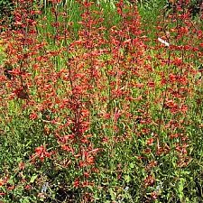 Agastache aurantiaca 'Apricot Sunrise' hummingbird mint