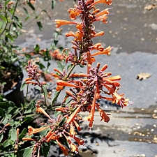 Agastache  'Kudos Mandarin' hummingbird mint