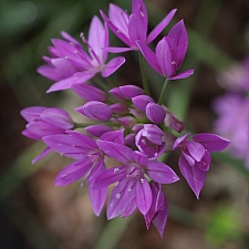 Allium unifolium  single leaf onion