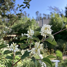 Amelanchier alnifolia  serviceberry