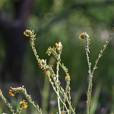 Amsinckia menziesii  common fiddleneck