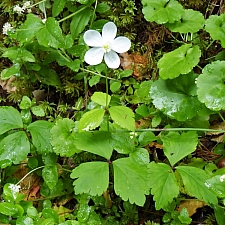 Anemone  deltoidea  western white anemone
