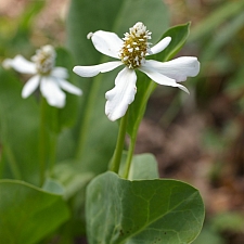 Anemopsis californica  yerba mansa