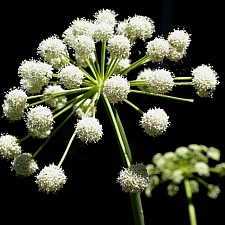 Angelica tomentosa  foothill angelica