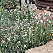 Antennaria rosea  rosy pussy toes