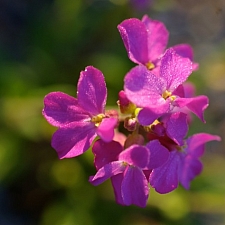 Arabis blepharophylla  rose rock cress