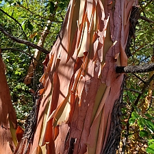 Arbutus menziesii  Pacific madrone