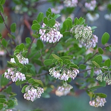 Arctostaphylos  'Lutsko's Pink' manzanita